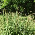 Carex pendula